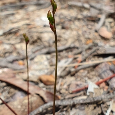 Caleana minor (Small Duck Orchid) at Hackett, ACT - 13 Oct 2019 by AaronClausen