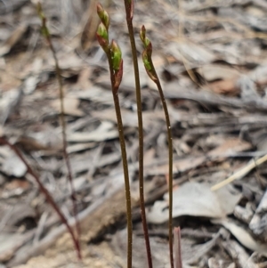 Caleana minor at Hackett, ACT - 13 Oct 2019