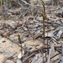 Caleana minor at Hackett, ACT - 13 Oct 2019