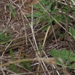 Ctenotus robustus (Robust Striped-skink) at Latham, ACT - 12 Oct 2019 by AndyRoo