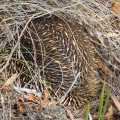 Tachyglossus aculeatus (Short-beaked Echidna) at Black Mountain - 13 Oct 2019 by AaronClausen