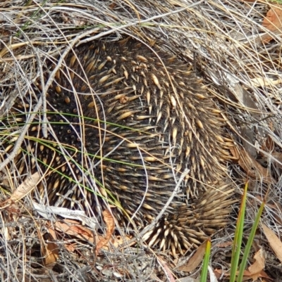 Tachyglossus aculeatus (Short-beaked Echidna) at Black Mountain - 13 Oct 2019 by AaronClausen