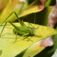 Caedicia simplex (Common Garden Katydid) at Acton, ACT - 26 Sep 2019 by TimL