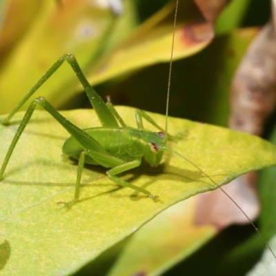 Caedicia simplex (Common Garden Katydid) at ANBG - 26 Sep 2019 by TimL