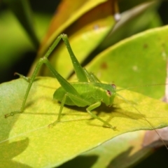 Caedicia simplex at Acton, ACT - 26 Sep 2019 11:40 AM