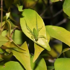 Caedicia simplex at Acton, ACT - 26 Sep 2019