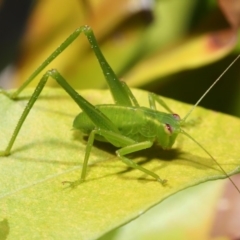 Caedicia simplex at Acton, ACT - 26 Sep 2019