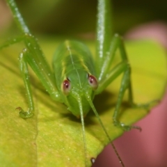 Caedicia simplex at Acton, ACT - 26 Sep 2019