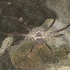 Isopeda sp. (genus) (Huntsman Spider) at Rosedale, NSW - 9 Oct 2019 by jb2602