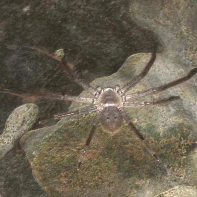 Isopeda sp. (genus) (Huntsman Spider) at Rosedale, NSW - 9 Oct 2019 by jbromilow50