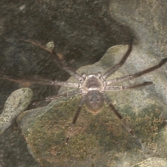 Isopeda sp. (genus) (Huntsman Spider) at Rosedale, NSW - 9 Oct 2019 by jbromilow50