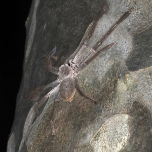 Isopeda sp. (genus) at Rosedale, NSW - 9 Oct 2019