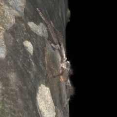 Isopeda sp. (genus) at Rosedale, NSW - 9 Oct 2019