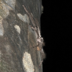 Isopeda sp. (genus) at Rosedale, NSW - 9 Oct 2019 09:02 PM