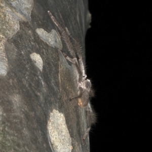 Isopeda sp. (genus) at Rosedale, NSW - 9 Oct 2019 09:02 PM