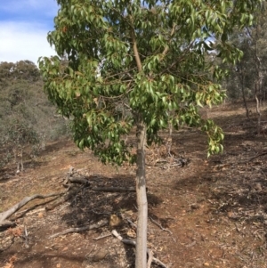 Brachychiton populneus subsp. populneus at Deakin, ACT - 13 Oct 2019