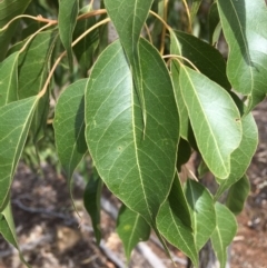 Brachychiton populneus subsp. populneus at Deakin, ACT - 13 Oct 2019