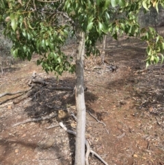 Brachychiton populneus subsp. populneus at Deakin, ACT - 13 Oct 2019