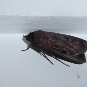 Agrotis infusa at Flynn, ACT - 11 Oct 2019 10:52 PM