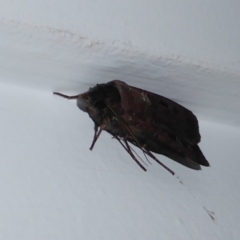 Agrotis infusa at Flynn, ACT - 11 Oct 2019