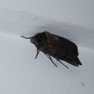 Agrotis infusa at Flynn, ACT - 11 Oct 2019 10:52 PM