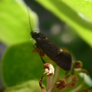 Leistomorpha brontoscopa at Flynn, ACT - 13 Oct 2019