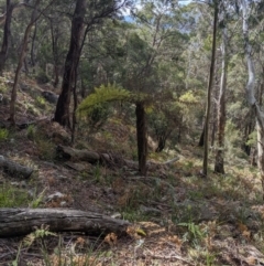 Cyathea australis (Rough tree fern) at Deua National Park (CNM area) - 13 Oct 2019 by MattM