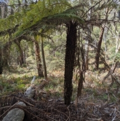 Cyathea australis subsp. australis at Wyanbene, NSW - 13 Oct 2019