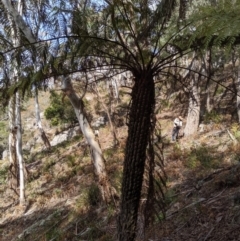 Cyathea australis subsp. australis at Wyanbene, NSW - 13 Oct 2019
