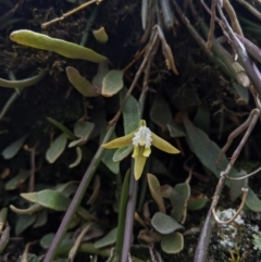 Dendrobium striolatum (Streaked Rock Orchid) at Deua National Park (CNM area) - 13 Oct 2019 by MattM