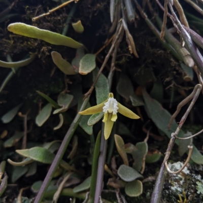 Dockrillia striolata (Streaked Rock Orchid) at Wyanbene, NSW - 13 Oct 2019 by MattM