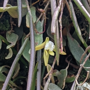 Dockrillia striolata at Wyanbene, NSW - suppressed