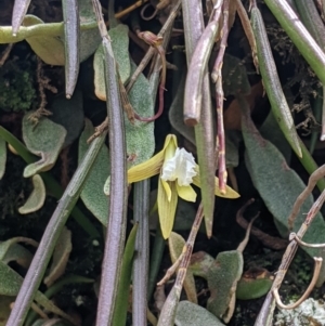 Dockrillia striolata at Wyanbene, NSW - 13 Oct 2019