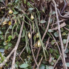 Dockrillia striolata at Wyanbene, NSW - suppressed