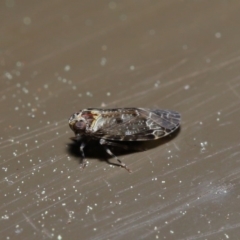 Fulgoroidea sp. (superfamily) (Unidentified fulgoroid planthopper) at Acton, ACT - 24 Sep 2019 by TimL