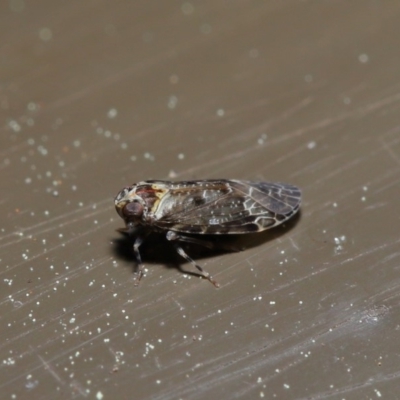 Fulgoroidea (superfamily) (Unidentified fulgoroid planthopper) at Acton, ACT - 24 Sep 2019 by TimL