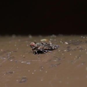 Fulgoroidea sp. (superfamily) at Acton, ACT - 24 Sep 2019 01:46 PM