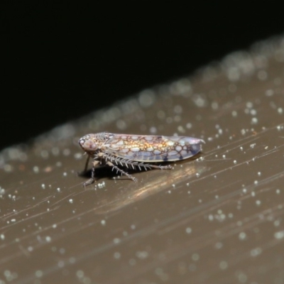 Orosius orientalis (Common Brown Leafhopper) at Acton, ACT - 24 Sep 2019 by TimL