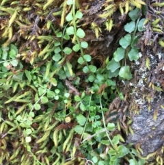 Asplenium flabellifolium (Necklace Fern) at Molonglo Gorge - 13 Oct 2019 by JaneR