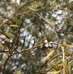 Callistemon sieberi (River Bottlebrush) at Kowen, ACT - 13 Oct 2019 by JaneR