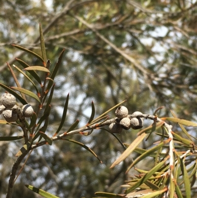 Callistemon sieberi (River Bottlebrush) at Kowen, ACT - 13 Oct 2019 by JaneR