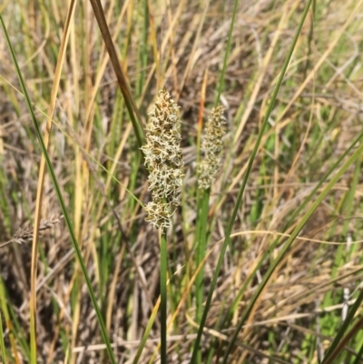 Carex appressa (Tall Sedge) at Molonglo Gorge - 13 Oct 2019 by JaneR