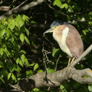 Nycticorax caledonicus at Bega, NSW - 13 Oct 2019 07:30 AM