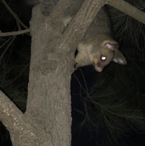 Trichosurus vulpecula at Aranda, ACT - 13 Oct 2019