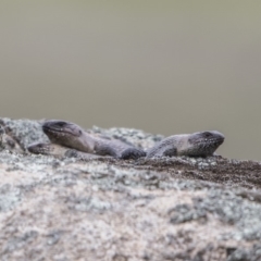 Egernia cunninghami (Cunningham's Skink) at Rendezvous Creek, ACT - 13 Oct 2019 by dannymccreadie