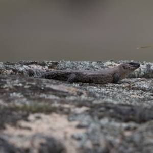 Egernia cunninghami at Rendezvous Creek, ACT - 13 Oct 2019