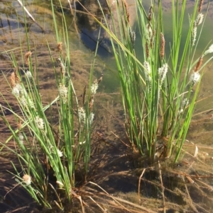 Carex gaudichaudiana at Kowen, ACT - 13 Oct 2019