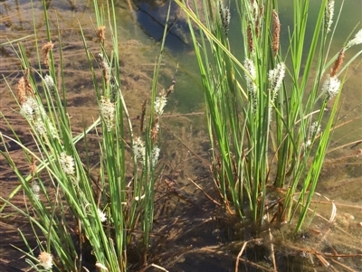 Carex gaudichaudiana (Fen Sedge) at Kowen, ACT - 13 Oct 2019 by JaneR