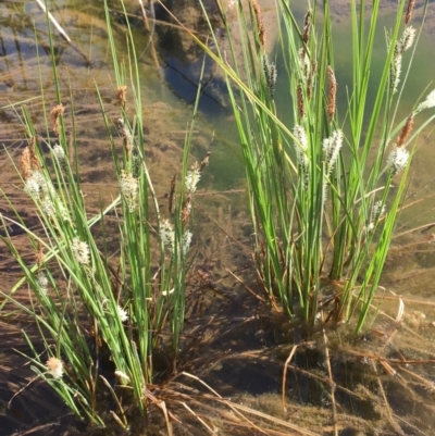 Carex gaudichaudiana (Fen Sedge) at Kowen, ACT - 13 Oct 2019 by JaneR