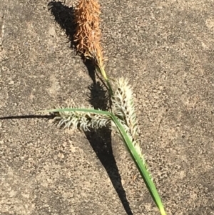 Carex gaudichaudiana at Kowen, ACT - 13 Oct 2019